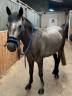 Gelding Connemara For sale 2021 Grey