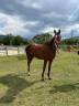 Mare Thoroughbred For sale 2020 Chesnut