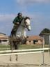 Gelding No Origin Recorded For sale 2016 Grey