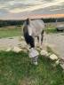 Gelding No Origin Recorded For sale 2016 Grey