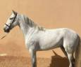 Gelding PRE Pure Spanish Bred For sale 2015 Grey