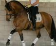 Gelding PRE Pure Spanish Bred For sale 2018 Other color