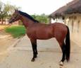 Entire Arabian For sale 2021 Bay