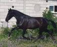 Mare PRE Pure Spanish Bred For sale 2022 Black