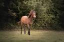 Filly Origin Recorded For sale 2023 Dark Bay