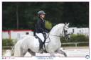 Stallion Connemara For sale 2014 Grey