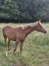 Filly Arabian Thoroughbred For sale 2025 Chesnut