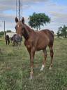 Filly Arabian Thoroughbred For sale 2025 Chesnut
