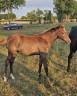 Filly Arabian Thoroughbred For sale 2025 Grey