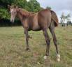 Filly Arabian Thoroughbred For sale 2025 Grey
