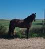 Gelding Menorquin Horse For sale 2019 Black
