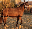 Mare PRE Pure Spanish Bred For sale 2016 Bay