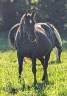 Mare Paint For sale 2015 Black