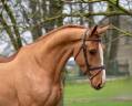 Gelding Zangersheide For sale 2020 Chesnut