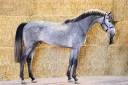 Entire Zangersheide For sale 2022 Grey