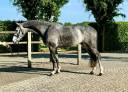 Gelding Zangersheide For sale 2020 Grey