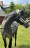 Young Mare with Elite Racing Pedigree for Sale