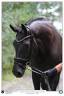 Mare KWPN Dutch Warmblood For sale 2019 Black