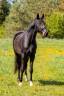 Oldenburg, 6 yo dressage