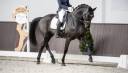 Dressage horse , 6 yo, Hanoverian