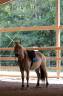 Gelding Fjord Part-Livery 2008 Buckskin