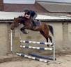 Mare KWPN Dutch Warmblood For sale 2021 Bay