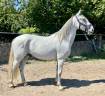 Gelding Lipizzan, Lipizzaner For sale 2019 Grey