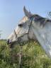 Gelding Saddle Horse For sale 2015 Grey