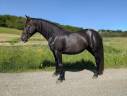 Mare Mérens For sale 2022 Black