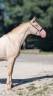 Entire PRE Pure Spanish Bred For sale 2023 Perlino
