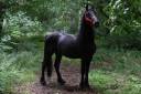 Entire Friesian Arabian For sale 2020 Black