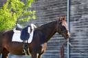 Gelding KWPN Dutch Warmblood For sale 2018 Dark Bay