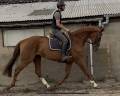 Mare Hanoverian For sale 2011 Chesnut