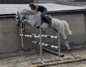Mare Hanoverian For sale 2011 Grey