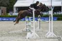 Stallion French Saddle Pony For sale 2013 Silver dapple