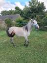 Filly Welsh Pony (Section B) For sale 2023 Grey