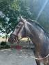 Colt PRE Pure Spanish Bred For sale 2020 Grey
