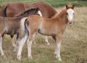 Colt Welsh Pony (Section A) For sale 2025 Liver chestnut
