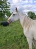 Filly Appaloosa For sale 2023 Other color