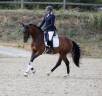 Gelding Oldenburg For sale 2021 Bay