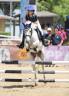 Gelding Other Pony Breed For sale 2012 Grey