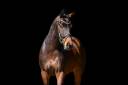 Mare KWPN Dutch Warmblood For sale 2022 Bay
