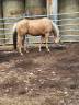 Gelding Quarter For sale 2021 Palomino