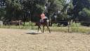 Gelding Thoroughbred For sale 2014 Dark Bay