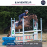 Gelding AQPS For sale 2021 Bay