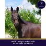 Gelding Thoroughbred For sale 2020 Bay