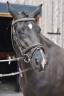 Mare Oldenburg For sale 2022 Black