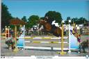 Mare Welsh Pony (Section B) For loan 2015 Chesnut