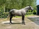 Gelding Selle Français For sale 2020 Grey