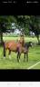 Broodmare Saddle Horse For sale 2010 Bay